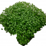 Arugula Micro Greens