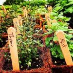 Herbs, Plant Sale