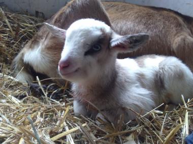 Four Goats Farm